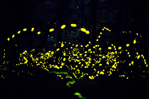 The firefly show will be here for 2010 before you know it