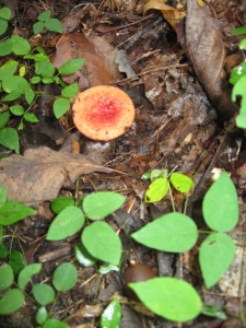 Beautiful mushroom along the trail
